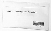 Naemacyclus fimbriatus image